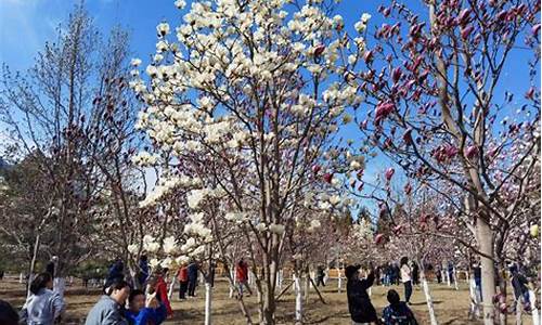 石景山雕塑公园玉兰花_北京雕塑公园玉兰花