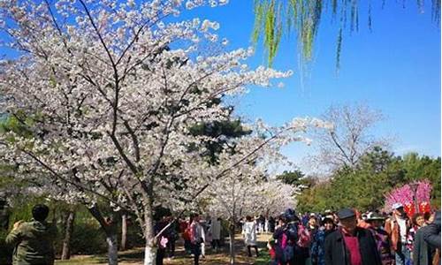 清明节北京哪里好玩_清明节北京哪里适合旅游