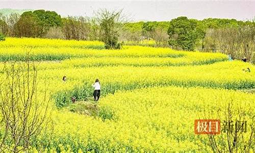 武汉森林公园油菜花_武汉森林公园油菜花在哪