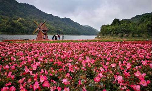 石门森林公园花海