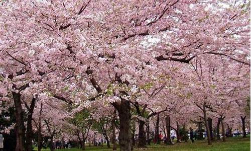 顾村公园樱花节什么时候结束_顾村公园樱花节什么时候结束的